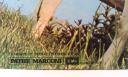 /image.axd?picture=/collection/1695/mini/Atom Heart Mother (0003).jpg